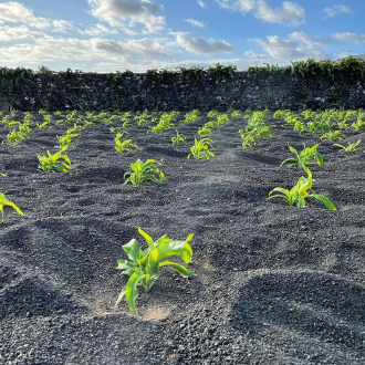 Una visita a la ecofinca volcánica Vegacosta